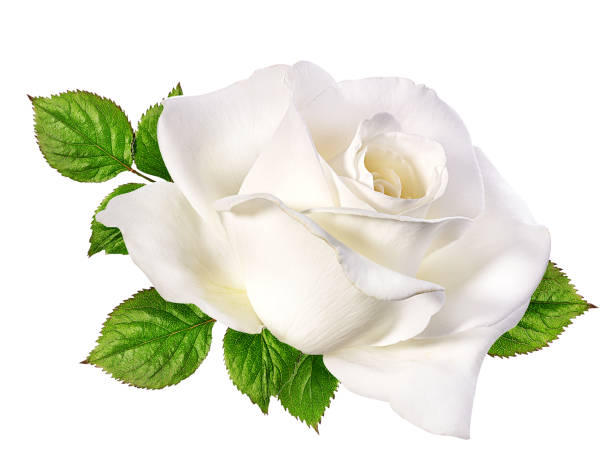 white rose isolated on white - isolated on white floral pattern rose blossom imagens e fotografias de stock