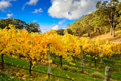 Yellow grape vines in autumn colors against blue sky with clouds, Adelaide Hills, South Australia