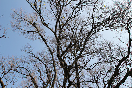 a Bare branches of a tree against blue sky, nature spring background