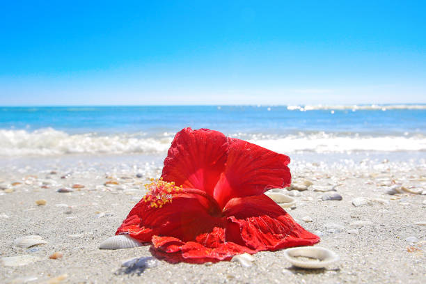 istock Beach Vacation Destination Sanibel Island Florida 934089176