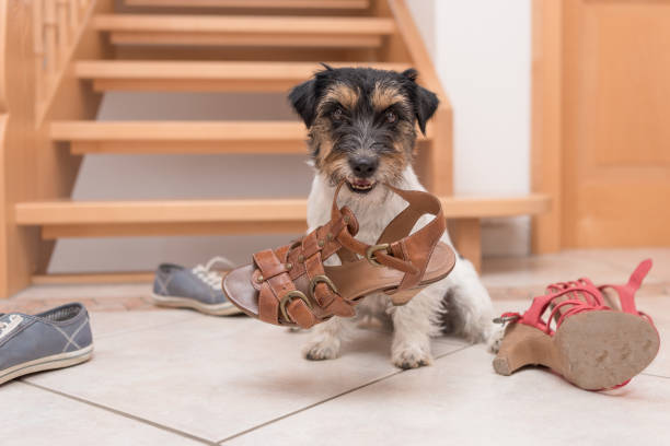 perrito obediente lindo tiene un zapato por clicker formación - jack russell terrier 2 años de edad - dog bite fotografías e imágenes de stock