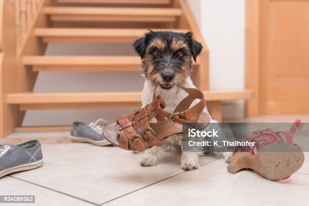 Little Cute Obedient Dog Holds A Shoe By Clicker Training Jack Russell Terrier 2 Years Old Stock Photo - Download Image Now