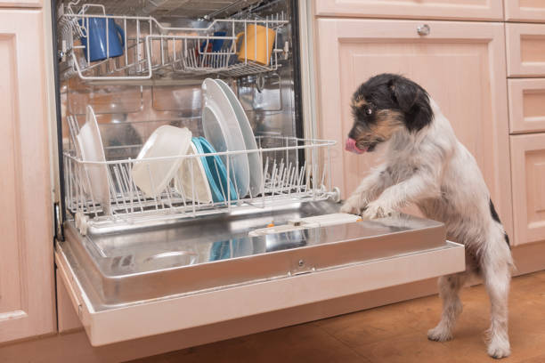 Dishwasher Dog - Jack Russell Terrier Hound Dishwasher Dog - Jack Russell Terrier Hound dog dishwasher stock pictures, royalty-free photos & images