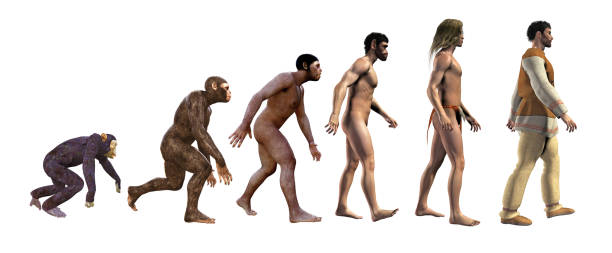 Human evolution 3d illustration, sequence that shows the progress of human evolution evolution stock pictures, royalty-free photos & images