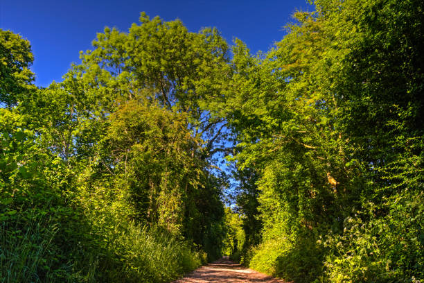 Lane with trees forming tunnel in English countryside