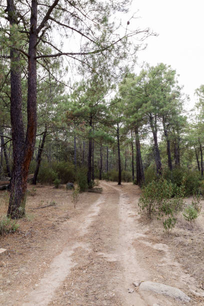 istock view of in a green forest of pine trees 934098362