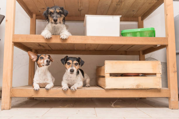 Dog beds arranged in the wooden shelf - Jack Russell terrier Dog beds arranged in the wooden shelf - Jack Russell terrier dog group of animals three animals happiness stock pictures, royalty-free photos & images