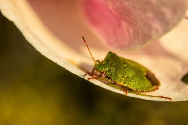 The green shield bug basking in the spring sun on the flower of magnolia.