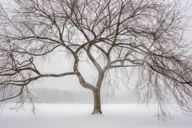 istock Central Park, New York City 934104876