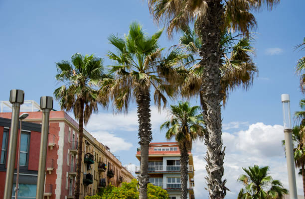 istock Palm trees against a blue sky and building with thin clouds in Barcelona, Spain. Beautiful blue sunny day. Tree palm trees in hot summer day against sky and house. 934108288