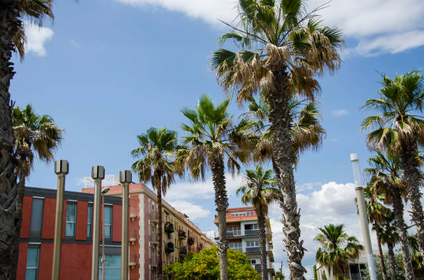istock Palm trees against a blue sky and building with thin clouds in Barcelona, Spain. Beautiful blue sunny day. Tree palm trees in hot summer day against sky and house. 934108318