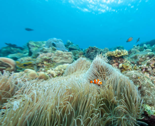 istock Coral reef off coast of Bali 934108768