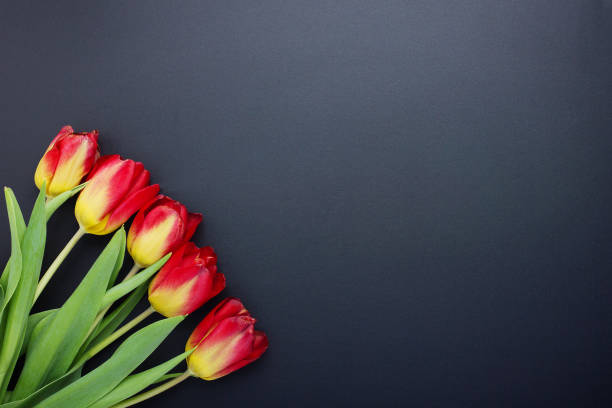 istock Red yellow tulips on black background with copyspace 934114534