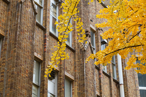 Autumn in Tokyo, Ginkgo tree with old building, Japan