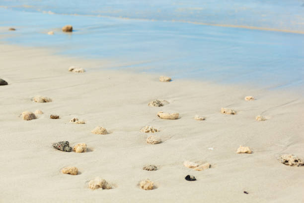 istock Seashells ion the beach. Varadero, Cuba 934119942