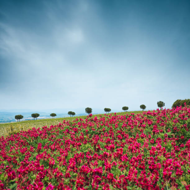 Idyllic Tuscany landscape with colorful fields and trees (Val D'orcia, Italy).