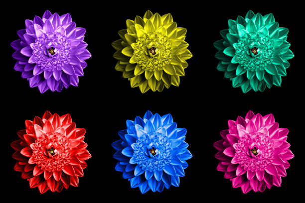 istock Pack of colored surrealistic fantasy flowers macro isolated on black 934120372