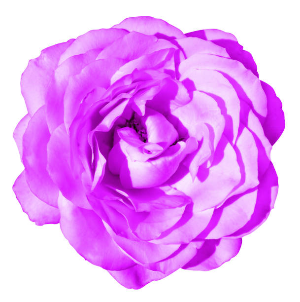 istock Pink rose flower macro isolated on white 934122496