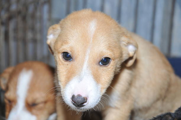 istock Dog with sad eyes in shalter 934122546