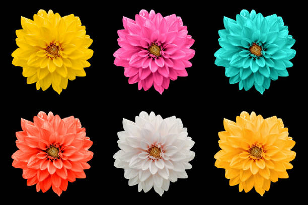 istock Pack of colored dahila flowers macro isolated on black 934122752