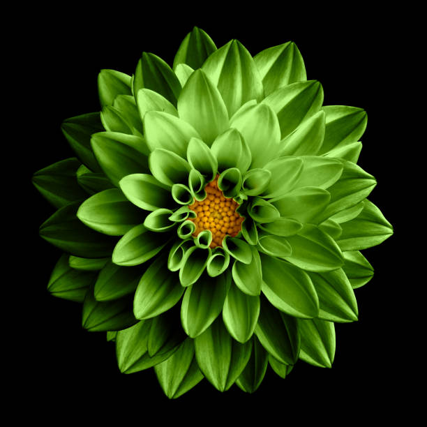 istock Surreal dark chrome lime flower dahlia macro isolated on black 934123402