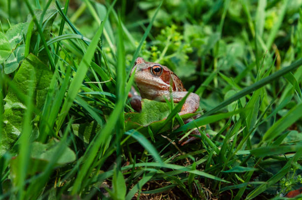 istock toad looking out of the green grass 934126144