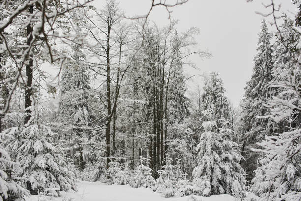 istock snow winter forest in beautifull mountains 934126258