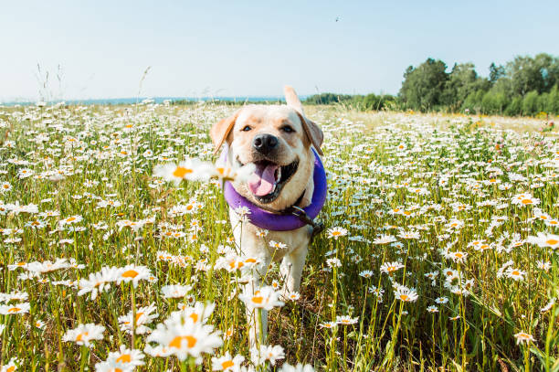 istock labrador dog running and laughing in camomiles 934126316