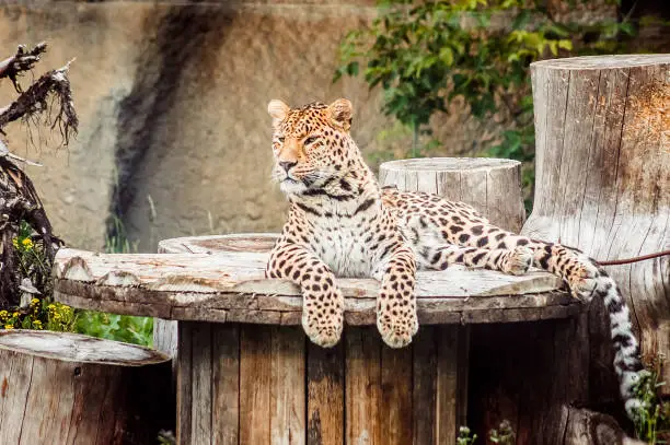 Photo of sleepy leopard lying on a wooden roll