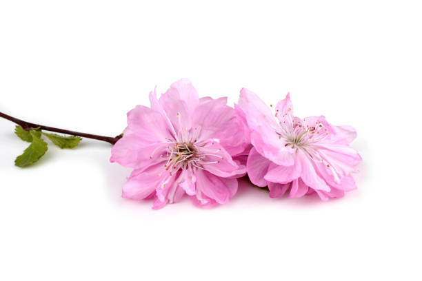 istock Cherry flowers isolated on white background 934136334