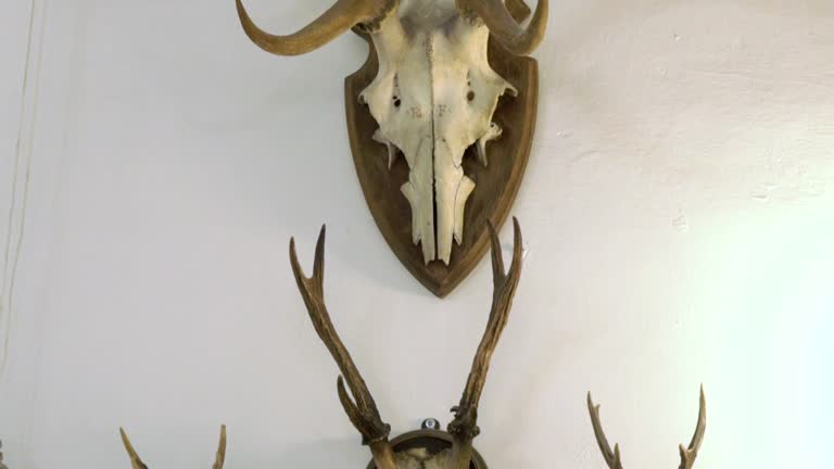 Hunting trophy. Animal skull with horn. Set of skulls.