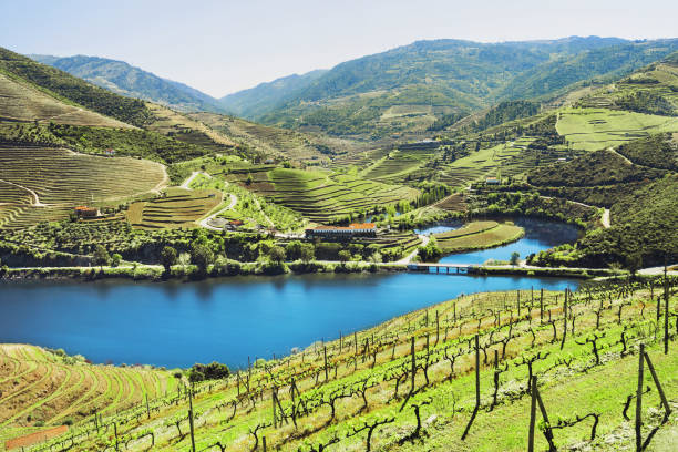 istock Vineyards in Douro valley, Portugal 934147918