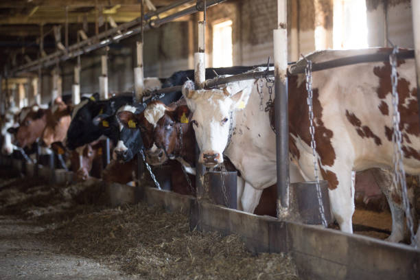 istock cows in paddock eat hay through grate in building 934150522