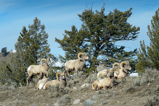 Bighorn Sheep (Ovis canadensis) group of male, ram, lying down, Yellowstone national park, Wyoming Montana, USA.