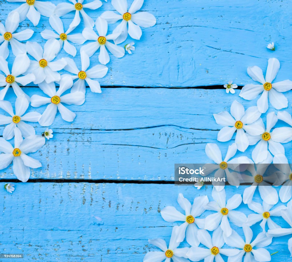 Flower. Daffodil. Spring flowers. Narcissus on blue wooden background. Bouquet of White Daffodils. Vintage Floral background. Greeting for Womens, Mothers Day, Valentine's day. Copy space Backgrounds Stock Photo