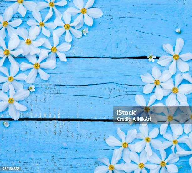 Flower Daffodil Spring Flowers Narcissus On Blue Wooden Background Bouquet Of White Daffodils Vintage Floral Background Greeting For Womens Mothers Day Valentines Day Copy Space Stock Photo - Download Image Now