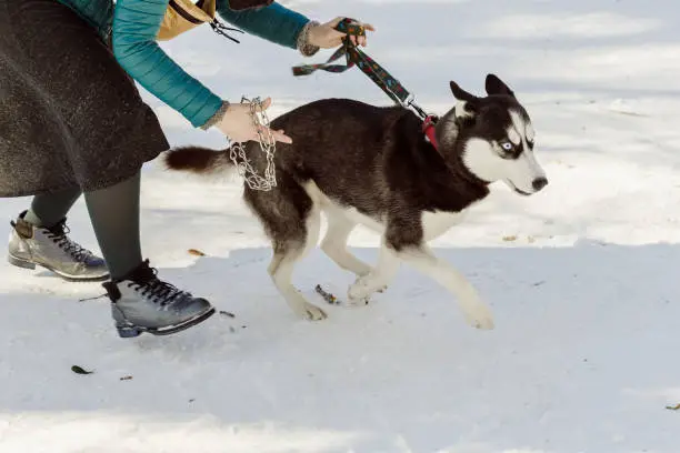 Woman trying to wear a metal pinch collar on her husky pet dog escaping from her