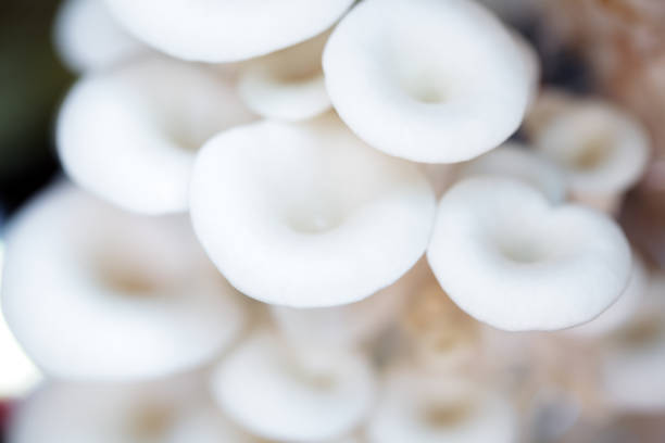 istock close up of white mushroom background. 934177756