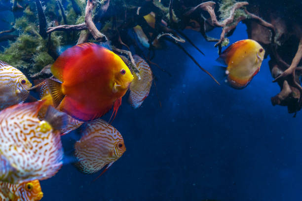 istock Colorful Discus Fish swimming in the aquarium 934179416