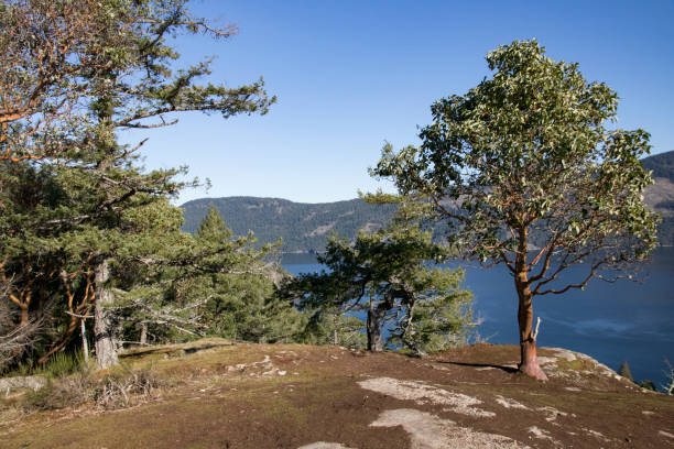 View of Salt Spring Island from Stoney Hill Regional Park View from Stoney Hill Regional Park looking towards Salt Spring Island just off the coast of Vancouver Island.  Pine and Arbutus tree frame the picture.  This small park has a circular hiking trail that meanders along the cliffs that overlook the island and the waters around it. duncan british columbia stock pictures, royalty-free photos & images