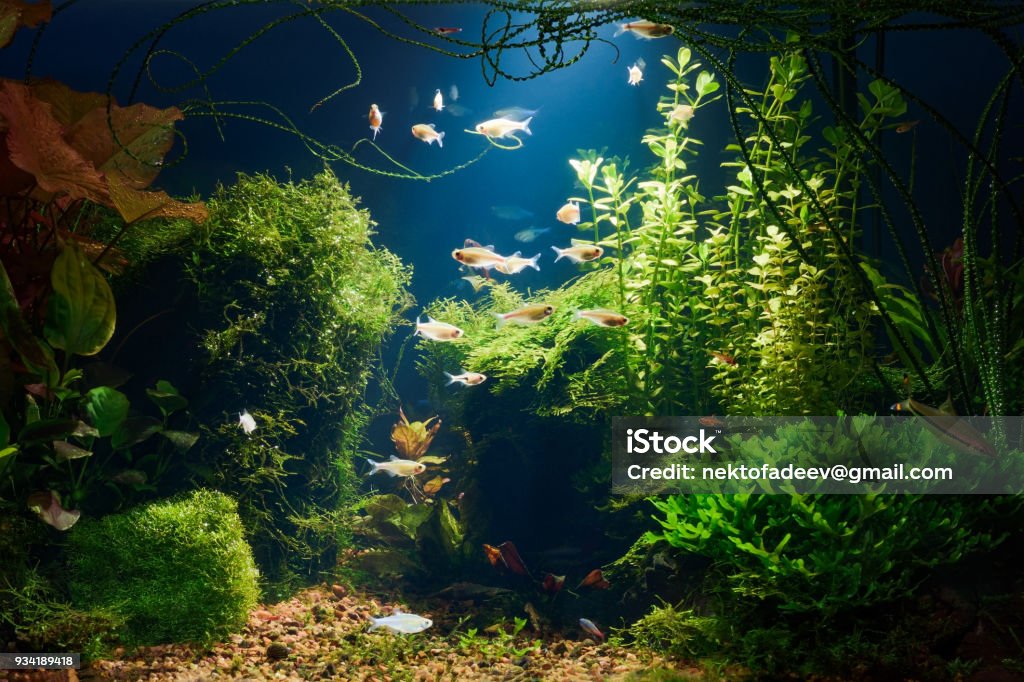 Aquarium at night Underwater jungle in tropical fresh water aquarium with live dense red and green plants, different fishes and blue background in low key Fish Tank Stock Photo