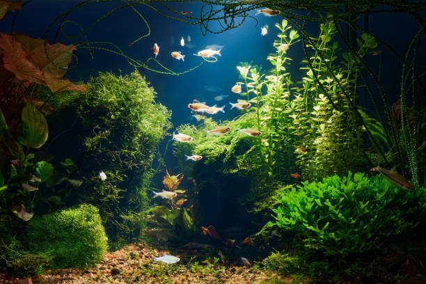Aquarium at night Underwater jungle in tropical fresh water aquarium with live dense red and green plants, different fishes and blue background in low key fish tank stock pictures, royalty-free photos & images