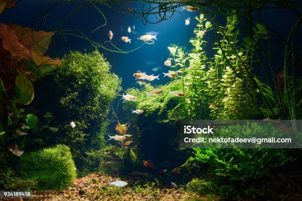 Aquarium At Night Stock Photo - Download Image Now - Fish Tank, Aquarium, Plant