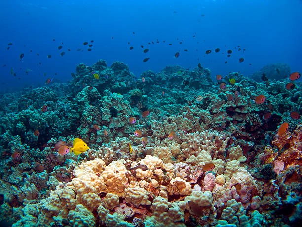 istock Hawaiian Reef Scene in Kona 93419197