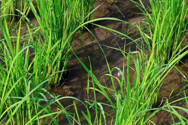istock Rice plant in Indian field 934193056