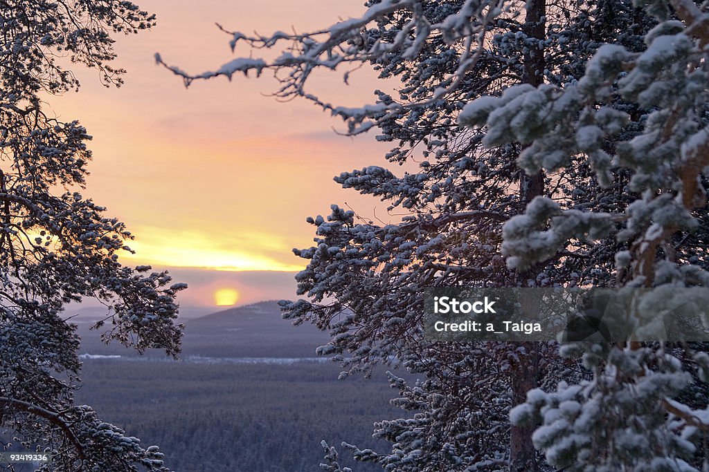 Winter pine, al mattino/sole e neve - Foto stock royalty-free di Alba - Crepuscolo