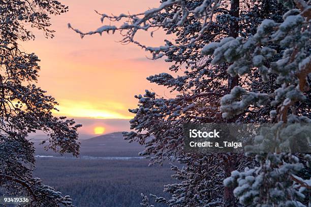 Foto de Inverno De Manhãpine Luz Solar E Neve e mais fotos de stock de Beleza natural - Natureza - Beleza natural - Natureza, Bosque - Floresta, Cena Rural