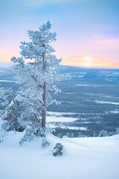 albero di neve all'alba del mattino/inverno - sunrise mountain winter arctic foto e immagini stock
