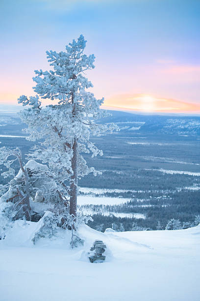 árvore de neve ao amanhecer/inverno de manhã - sunrise mountain winter arctic - fotografias e filmes do acervo