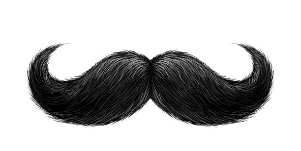 Vector realistic black mustache Vector black mustache. Gentleman curled facial hairstyle, barbershop decoration design symbol. Realistic isolated background illustration barber illustrations stock illustrations